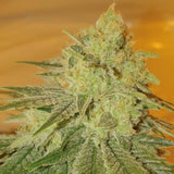 Kez Regular Weed Seeds By Spitfire Genetics