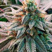 Kholm (aka Tashkurghan) Regular Cannabis Seeds by Afghan Selection