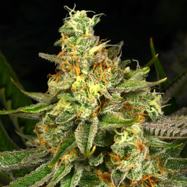 Killer Bees Feminized Cannabis Seeds by Archive Seedbank