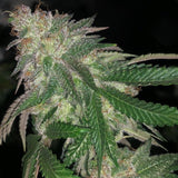 Kuntz Cannabis Seeds by Pheno Finder