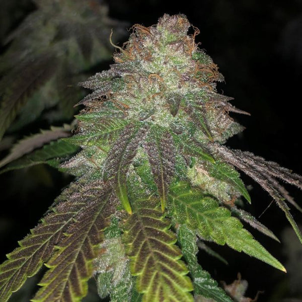 Kuntz Cannabis Seeds by Pheno Finder