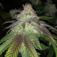 Kuntz Cannabis Seeds by Pheno Finder