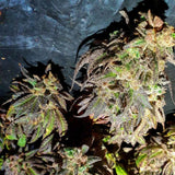 Kush Creams Regular Weed Seeds by Holy Smoke Seeds