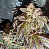 Kush Creams Regular Weed Seeds by Holy Smoke Seeds