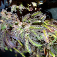 Kush Creams Regular Weed Seeds by Holy Smoke Seeds