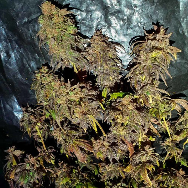 Kush Creams Regular Weed Seeds by Holy Smoke Seeds