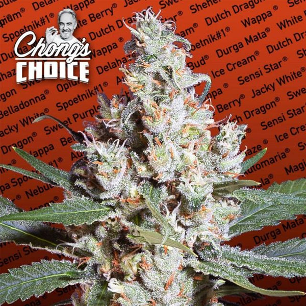 L.A. Amnesia (Sativa) Female Cannabis Seeds by Chong's Choice