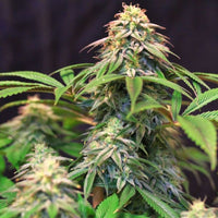 Lemon Suit Larry Regular Cannabis Seeds by Original Dampkring Genetics