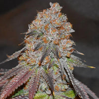 Lemon Mochi Regular Cannabis Seeds by Karma Genetics