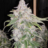 Lemon Slushee Regular Cannabis Seeds by Cannarado Genetics