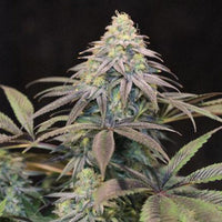 Lemon Suit Larry Regular Cannabis Seeds by Original Dampkring Genetics