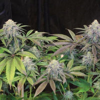 Lemon Suit Larry Regular Cannabis Seeds by Original Dampkring Genetics