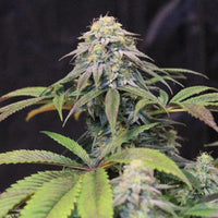 Lemon Suit Larry Regular Cannabis Seeds by Original Dampkring Genetics