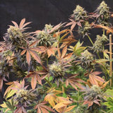 Lemon Suit Larry Regular Cannabis Seeds by Original Dampkring Genetics