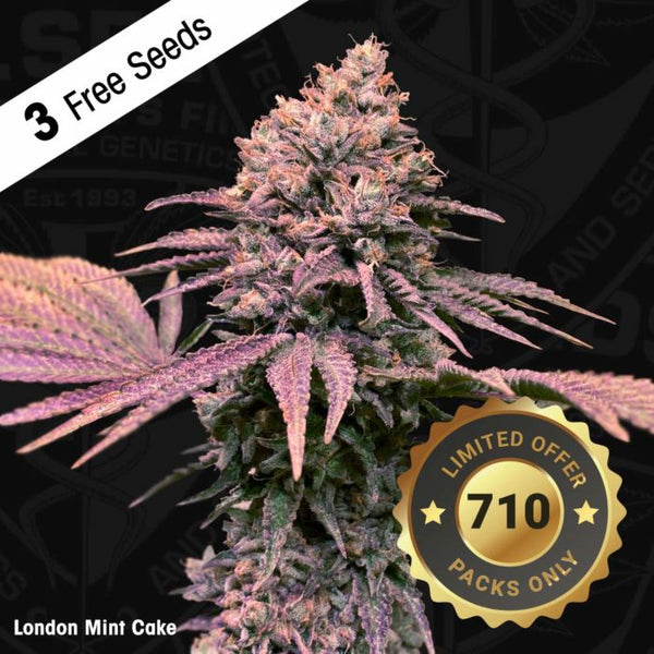 London Mint Cake Female Weed Seeds by T.H.Seeds