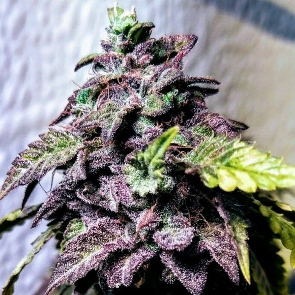 London Cookies Female Cannabis Seeds by Holy Smoke Seeds