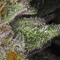 Mack's GAK Regular Cannabis Seeds by Hella Seed Co