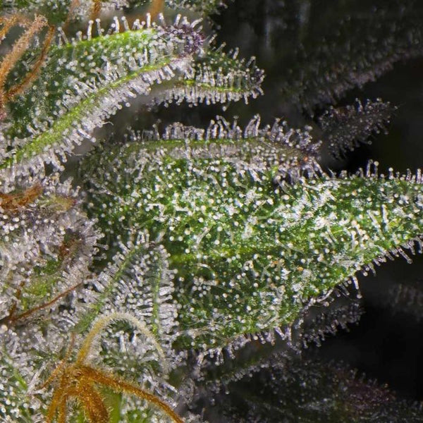 Mack's GAK Regular Cannabis Seeds by Hella Seed Co