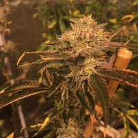 Mack's GAK Regular Cannabis Seeds by Hella Seed Co