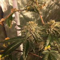 Mack's GAK Regular Cannabis Seeds by Hella Seed Co