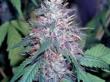 Margarita Regular Cannabis Seeds by Massive Creations