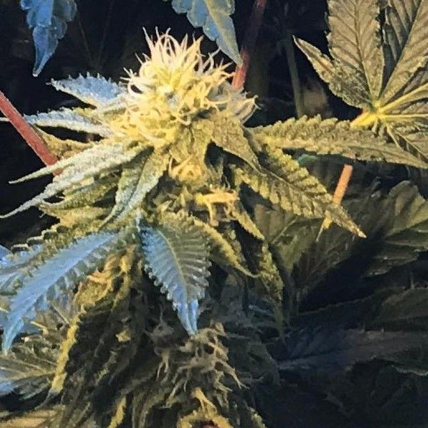 Shiloh Z Female Cannabis Seeds by Massive Creations x T.H.Seeds