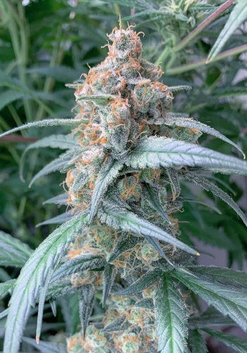 Meat Pie Female Cannabis Seeds by Cannarado Genetics