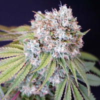 Melo Rado Female Weed Seeds by Karma Genetics