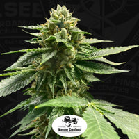 Melon Vader Female Cannabis Seeds by T.H.Seeds