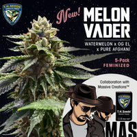 Melon Vader Female Cannabis Seeds by T.H.Seeds