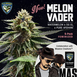 Melon Vader Female Cannabis Seeds by T.H.Seeds