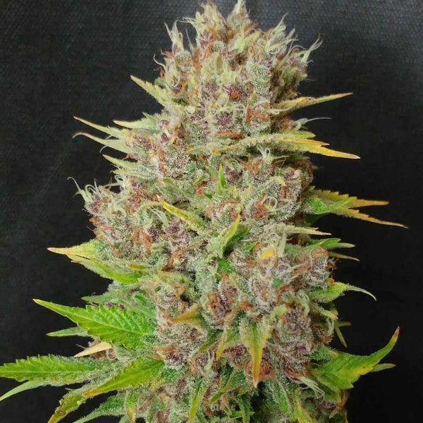 Mendo grape Widow Feminized Cannabis Seeds by Ultra Genetics