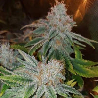 Milk Female Cannabis Seeds by Seedism