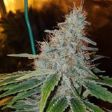 Milk Female Cannabis Seeds by Seedism