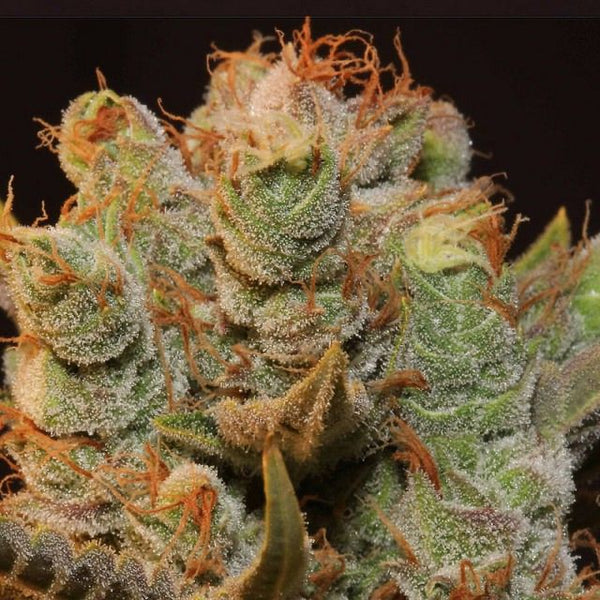 MK Ultra Kush Mind Control Set Female Cannabis Seeds by T.H.Seeds