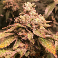 Money Gun Female Cannabis Seeds by Cannarado Genetics