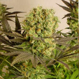 Motavation Female Cannabis Seeds by Serious Seeds