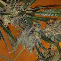 Dutch Dog Regular Cannabis Seeds by Connoisseur Genetics