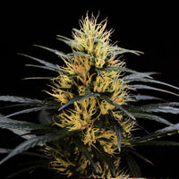 New Jack City Regular Cannabis Seeds by Original Dampkring Genetics