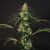 New Jack City Regular Cannabis Seeds by Original Dampkring Genetics