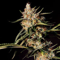 New Jack City Regular Cannabis Seeds by Original Dampkring Genetics