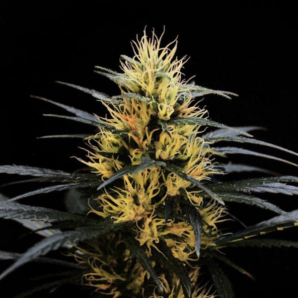 New Jack City Regular Cannabis Seeds by Original Dampkring Genetics