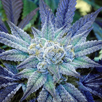 Night Terror OG Regular Cannabis Seeds by Rare Dankness