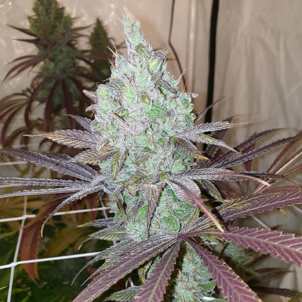 Now N Frutti Female Cannabis Seeds by Karma Genetics