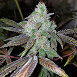 Now N Frutti Female Cannabis Seeds by Karma Genetics