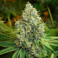 ODV Sour Regular Cannabis Seeds by Lady Sativa Genetics