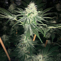 ODV Sour Regular Cannabis Seeds by Lady Sativa Genetics