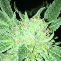 ODV-Z Regular Cannabis Seeds By Dankhunters Seeds.Co