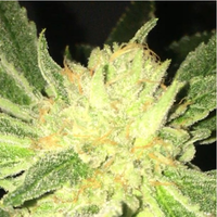 ODV-Z Regular Cannabis Seeds By Dankhunters Seeds.Co