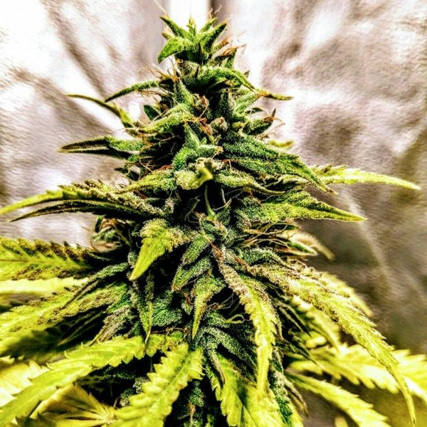 OG Dawg Stomper Female Cannabis Seeds by Holy Smoke Seeds